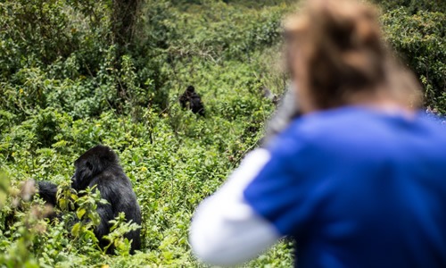 gorilla tour