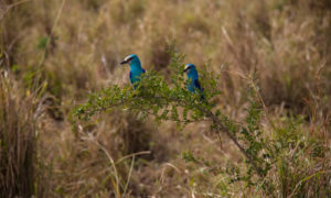 Wildlife safaris in Uganda