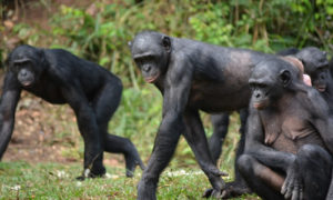 Congo Wildlife Tours