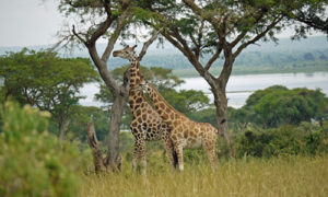 Uganda tours