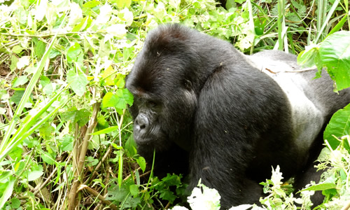 Information about Mountain Gorillas