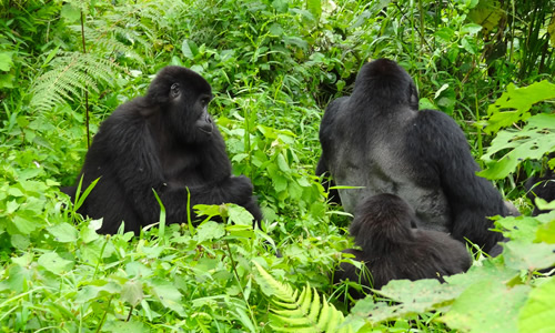Information on Mountain Gorillas