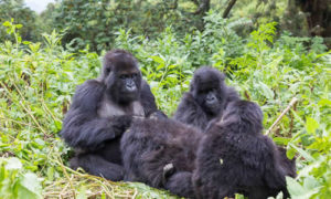 Gorilla Tracking in Uganda