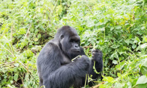 Rwanda tours