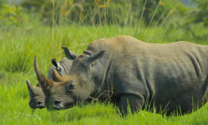 Uganda Wildlife tours