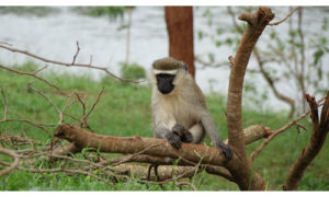 A Vervet Monkey at the source of the Nile