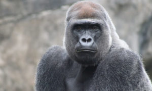 Gorilla Tracking in Congo
