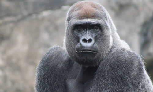 Gorilla Tracking in Congo