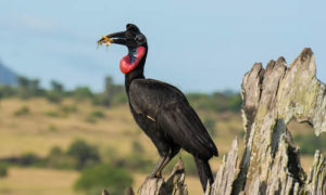 Birding in Uganda