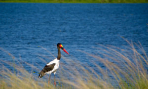 bird watching in Uganda