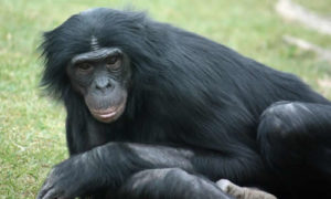 Chimpanzee tracking in Rwanda