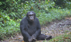 Chimpanzee Habituation Experience in Uganda