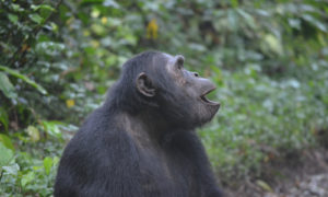 Chimpanzee habituation in Kibale Uganda