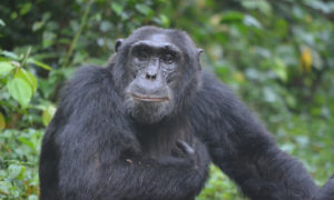 chimpanzee tracking in Uganda