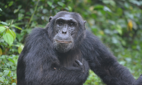 chimpanzee tracking in Uganda