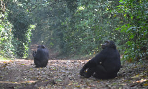 Chimpanzee trekking