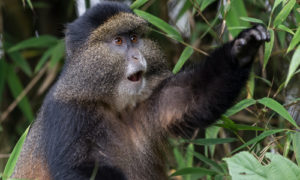 Golden Monkey Trekking in Mgahinga