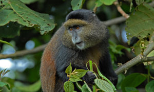 Golden Monkey Trekking in Uganda