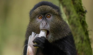 Golden Monkey Trekking 