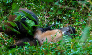 Golden Monkey Trekking in Rwanda