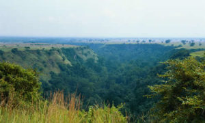 Chimpanzee Trekking Uganda