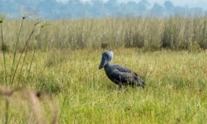 birdwatching in Uganda
