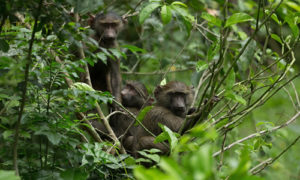 3 Day safari in Queen Elizabeth National Park