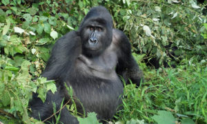 Gorilla Tracking in Bwindi