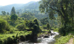 gorilla tracking in Bwindi Uganda