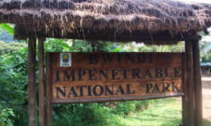 2 Day Gorilla Tour in Bwindi Impenetrable National Park