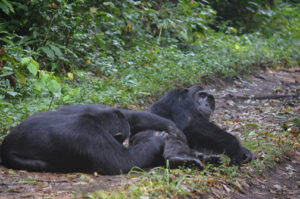 Chimpanzee Habituation experience