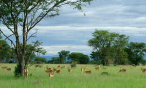5 Days safari in Uganda