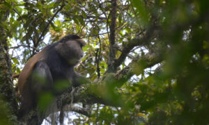 Golden Monkey in Mgahinga