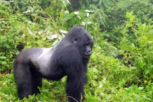 1 Day Silverback Gorilla tour in Bwindi