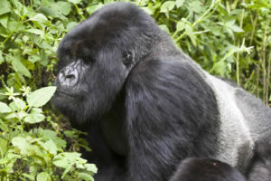 Organizations for Gorilla Conservation