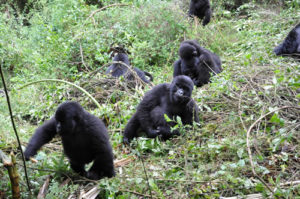 Gorilla Conservation programmes