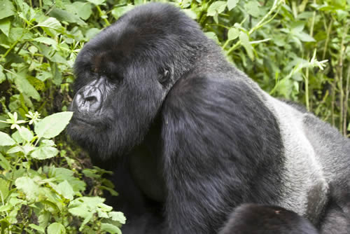 Organizations And Programmes For Gorilla Conservation