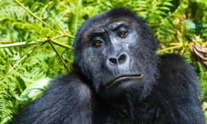 Lowland Gorilla Trekking