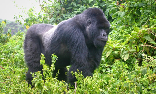 Gorilla permits in Rwanda