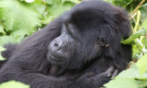 Tracking Gorillas in Bwindi