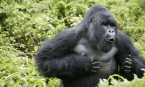 1 Day gorilla tour in Bwindi