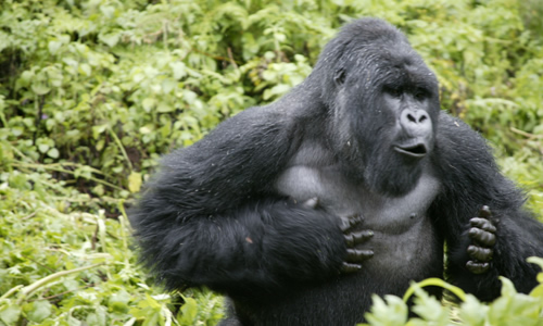 Silverback Gorilla