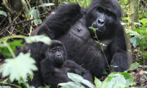 Gorillas during a 5 Days safari in Uganda
