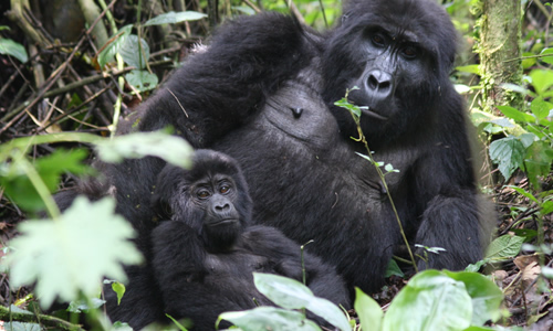 Gorilla mother and baby