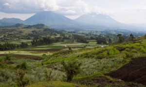 Rwanda wildlife tours