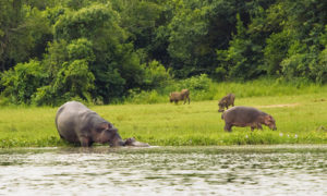 Hippos in Murchison Falls National Park