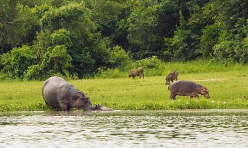 3 Days Murchison Falls Tour