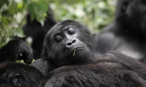 Lowland gorilla trekking in Congo