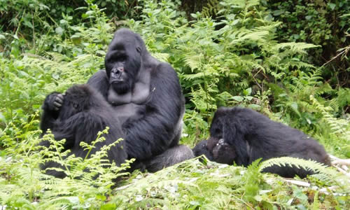 Gorilla Tracking in Rwanda