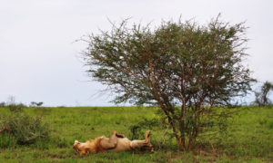 Lion in Murchison Falls National Park